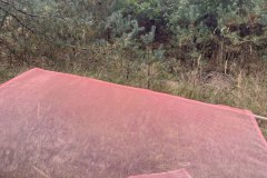 Losos_02